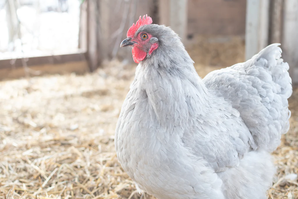 A chicken in a barn with straw