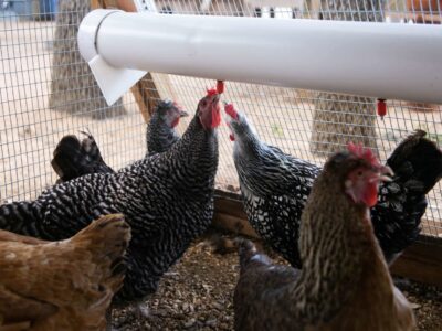 A chicken pen with a white tube - an efficient way to house chickens