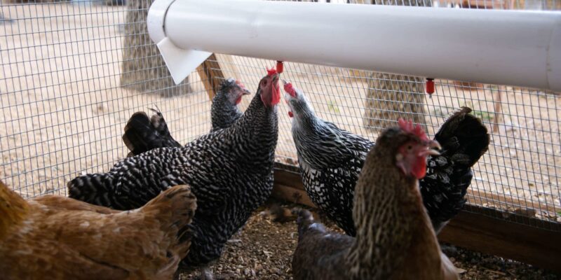 A chicken pen with a white tube - an efficient way to house chickens