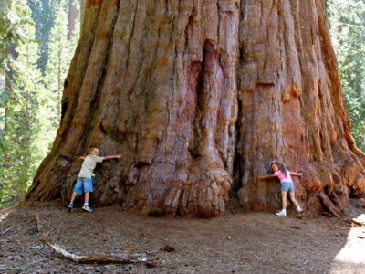 Two individuals standing beside an enormous tree