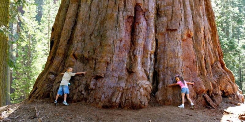 Two individuals standing beside an enormous tree