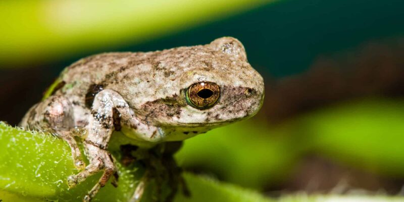 Are Gray Tree Frogs Poisonous