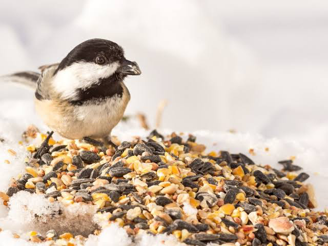 Birdseed - Yay or Nay?