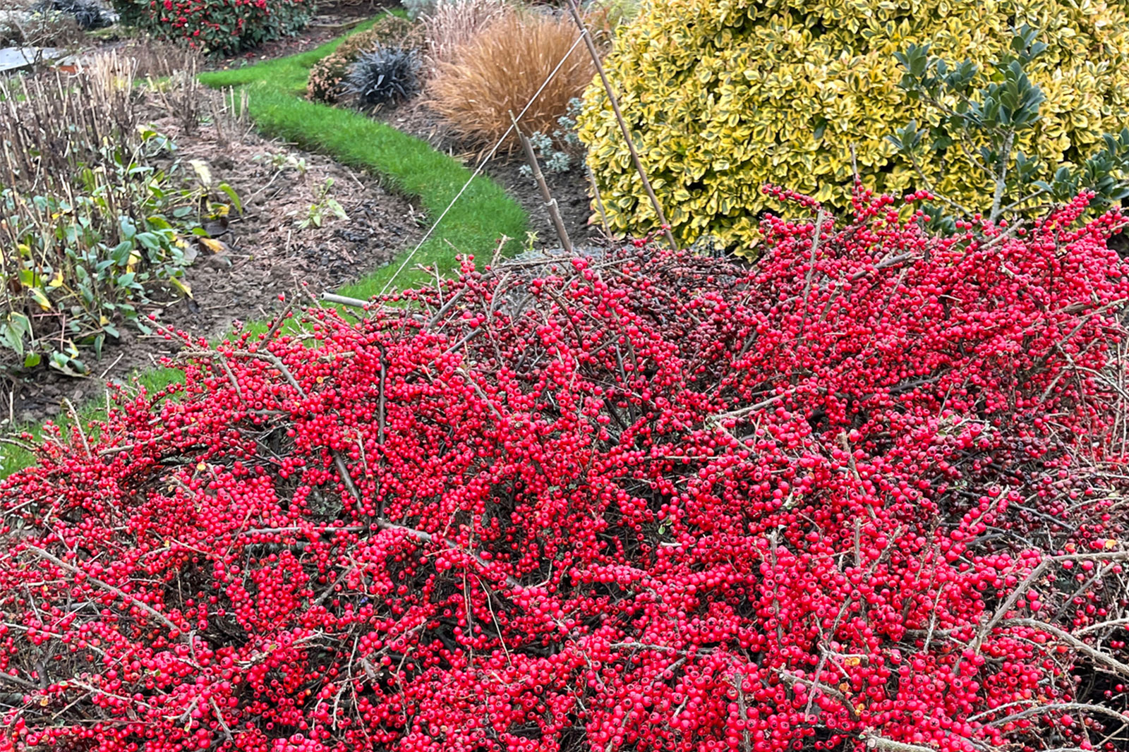 Cranberry Cotoneaster