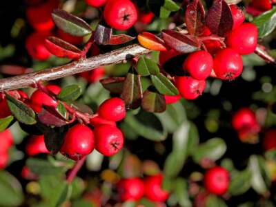 Do Cotoneasters Like Sun or Shade?