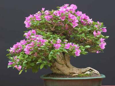 A table where a bonsai plant is kept