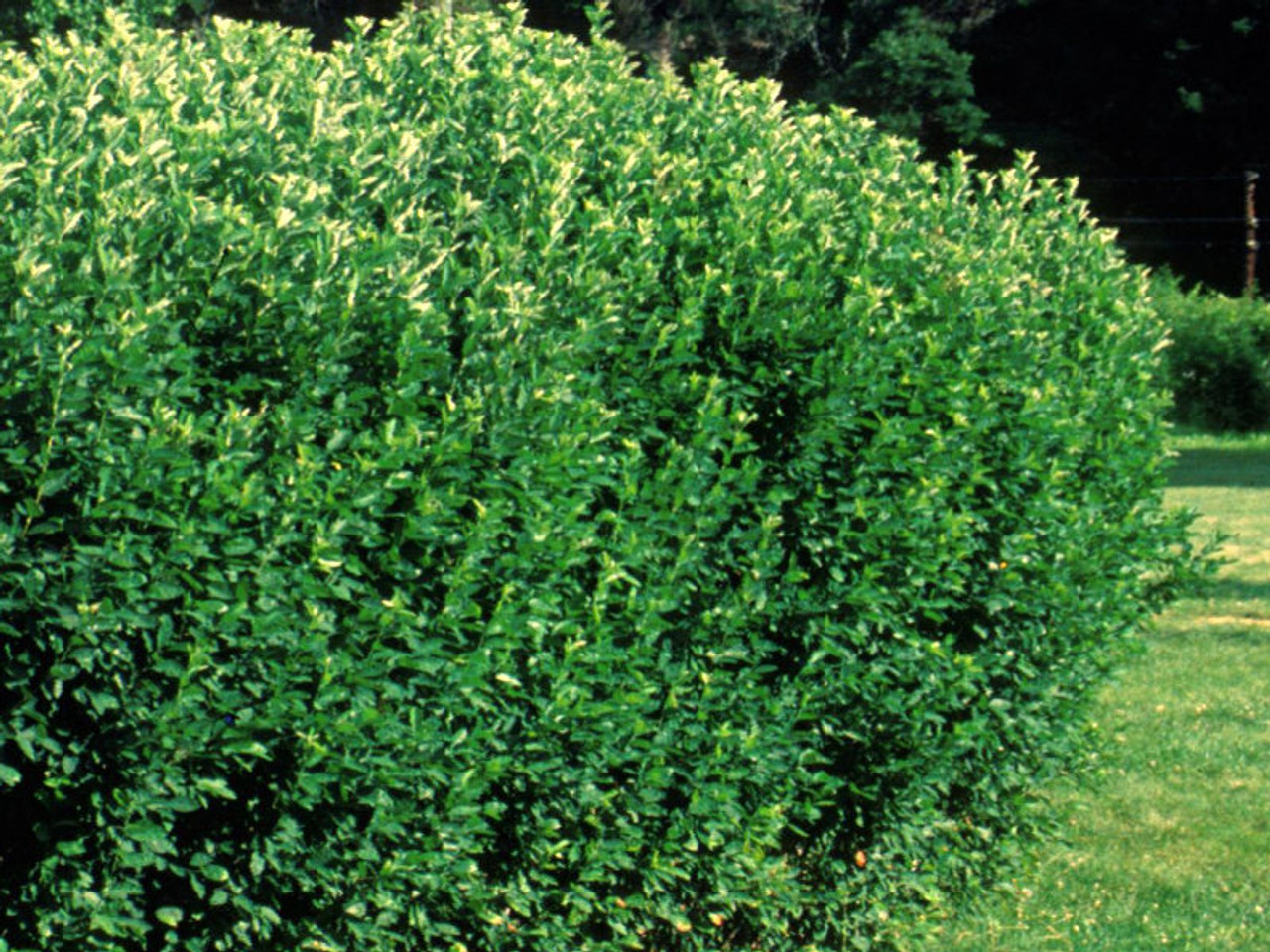 Hedge Cotoneaster