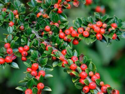 What Does Cotoneaster Look Like?