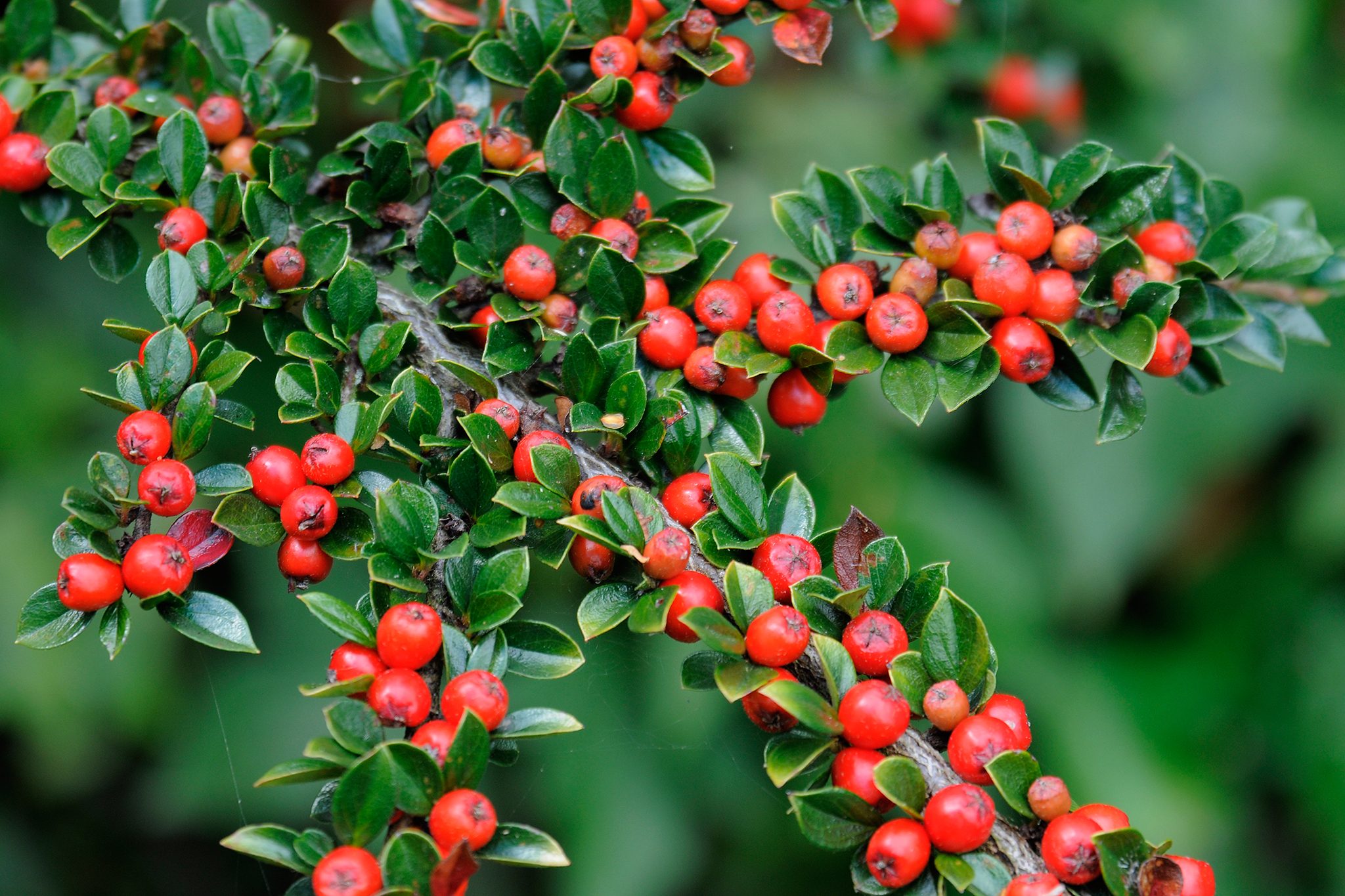 What Does Cotoneaster Look Like?