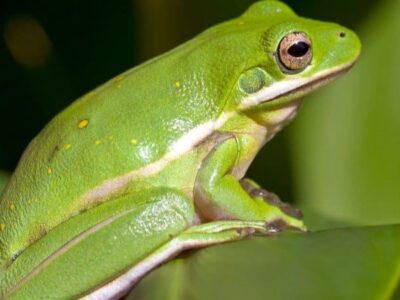 How Long Do Green Tree Frogs Live