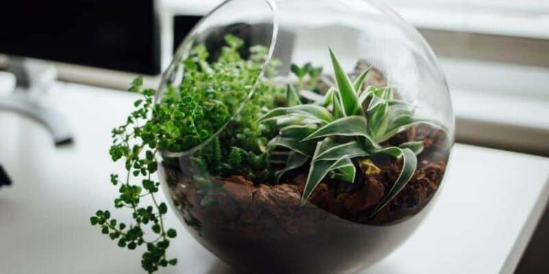 A glass bowl filled with plants on a desk.