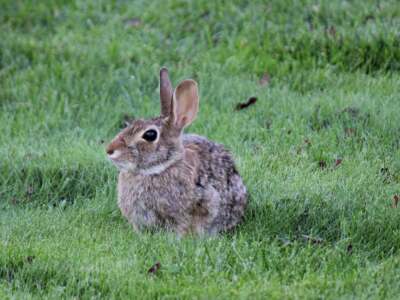 A cute rabbit enjoying a sunny day, sitting peacefully in the grass