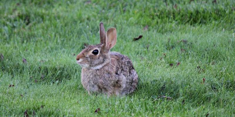 A cute rabbit enjoying a sunny day, sitting peacefully in the grass