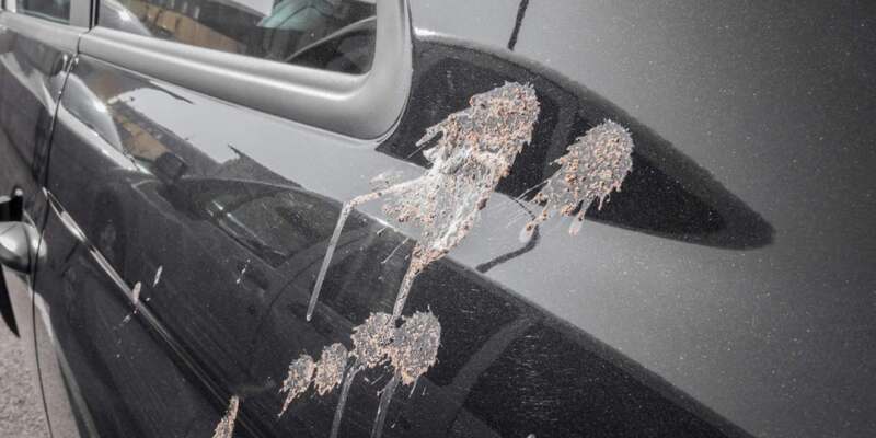 How to Remove Bird Poop from Car without Damaging Paint