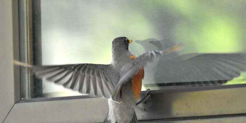 How to Stop Bird Pecking at Window