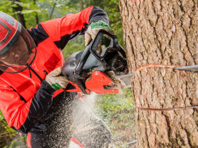 Man cutting tree