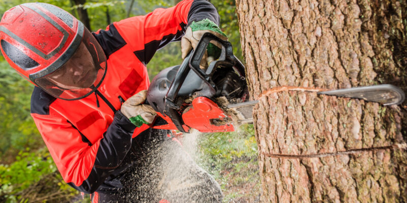 Man cutting tree