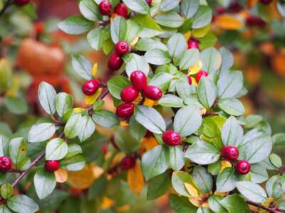 Is Cotoneaster Deer Proof