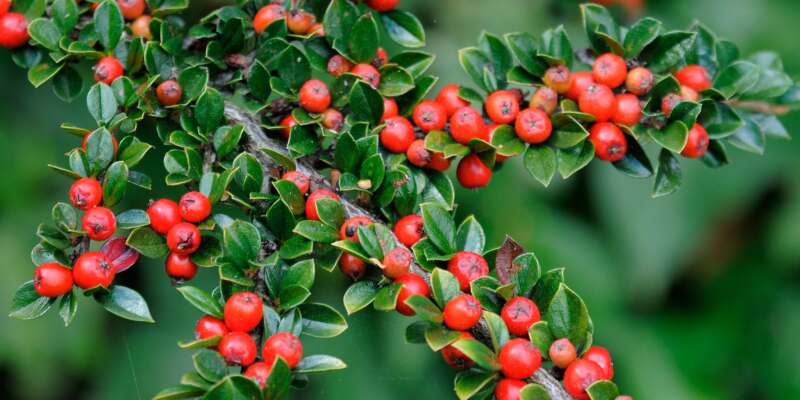 Cotoneaster Plant