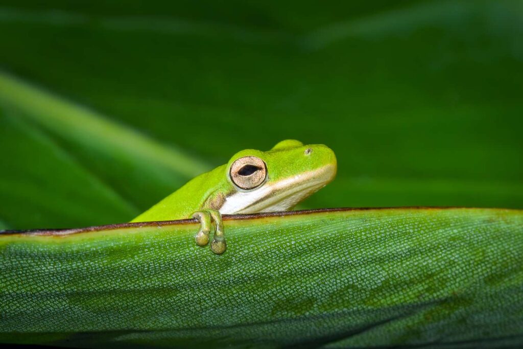 Know Your Tree Frogs