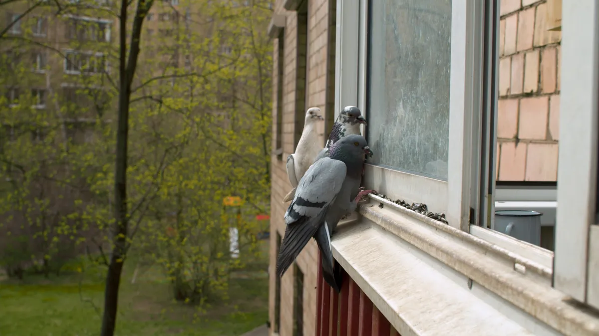 Materials Needed for Discouraging Birds from Pecking .jpg