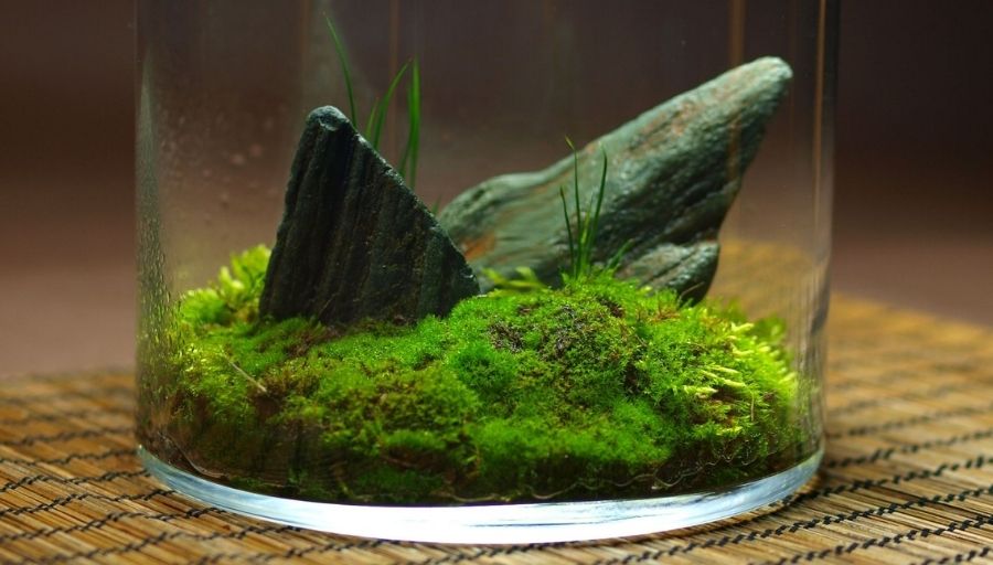 Moss Terrarium