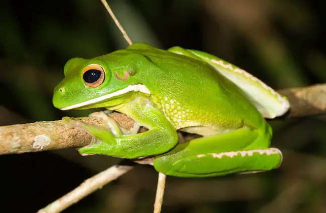 Tree Frog