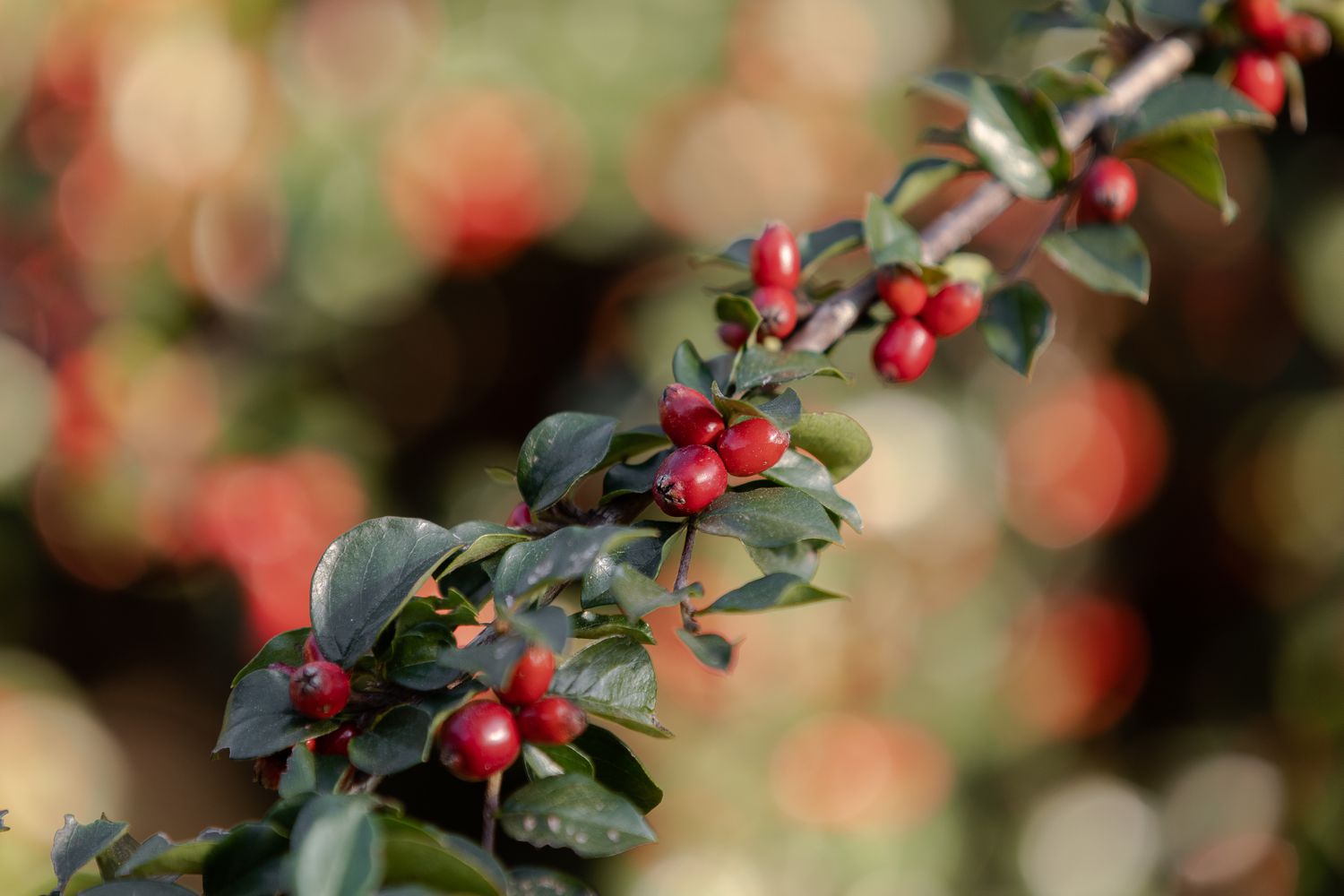 Rockspray Cotoneaster