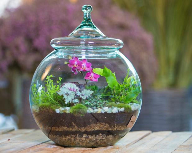 A compact tropical terrarium filled with a variety of plants and colorful flowers.