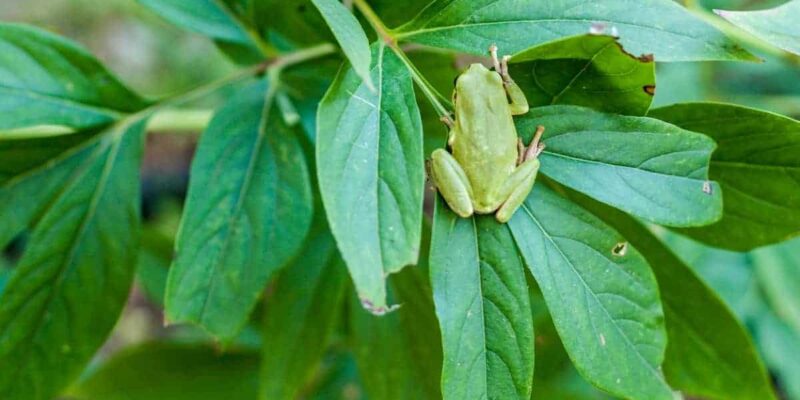 What Attracts Tree Frogs?