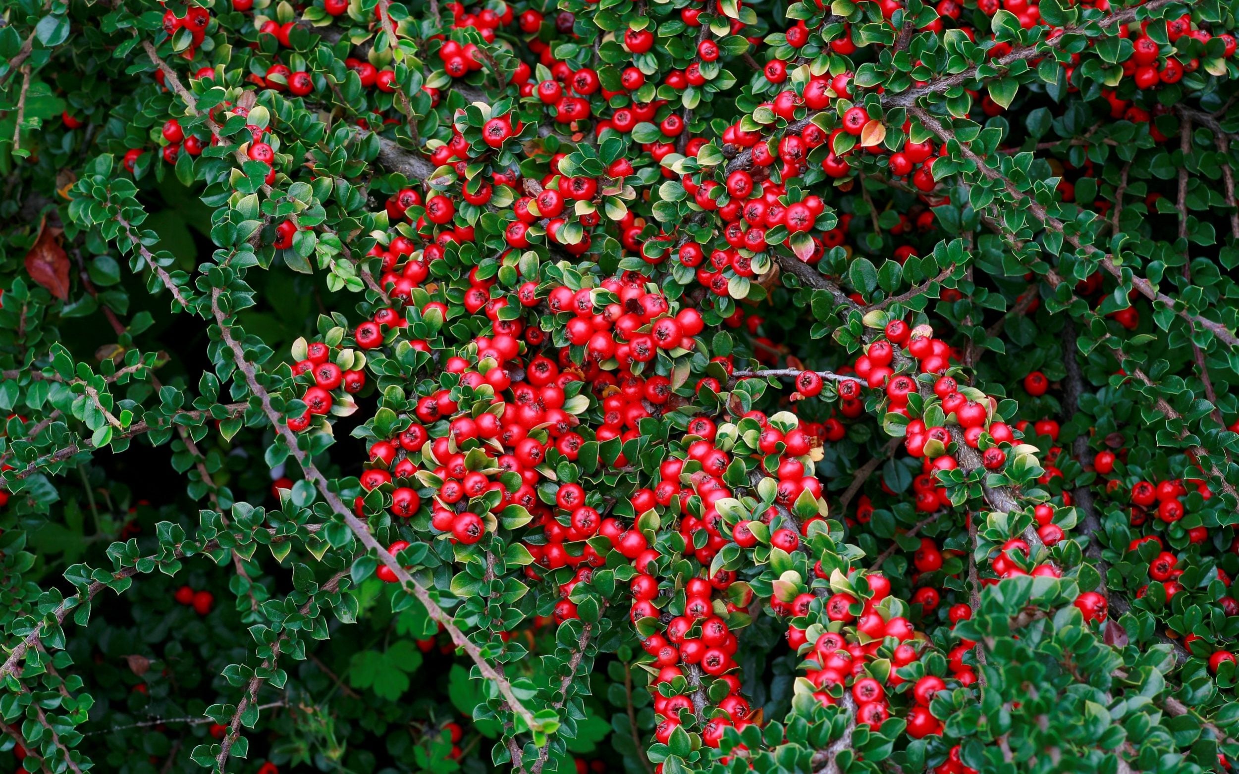 A bush with vibrant red berries