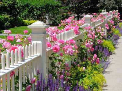 A front garden fence adorned with pink roses and lavender, enhancing the charm of a white picket fence