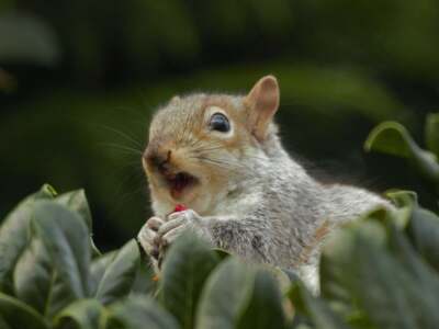 A squirrel-proof fence made of metal mesh with small gaps can effectively keep squirrels out of an area