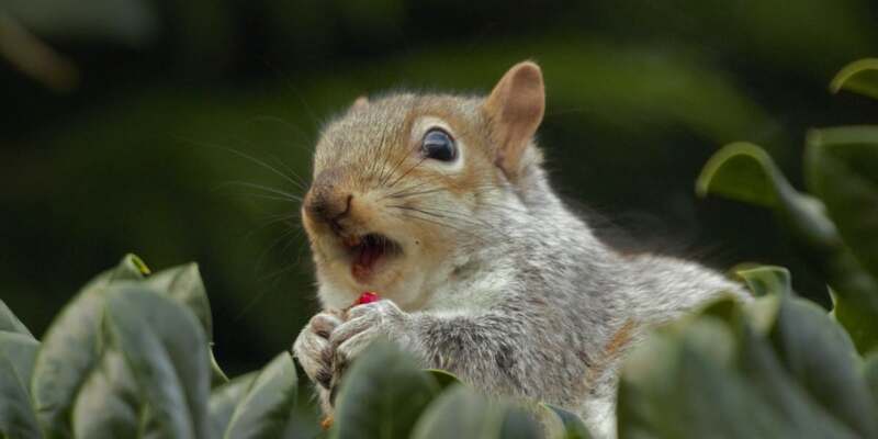 A squirrel-proof fence made of metal mesh with small gaps can effectively keep squirrels out of an area