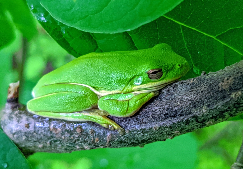 Green Tree Frogs