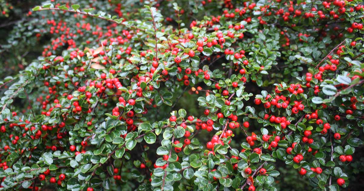 Cotoneaster