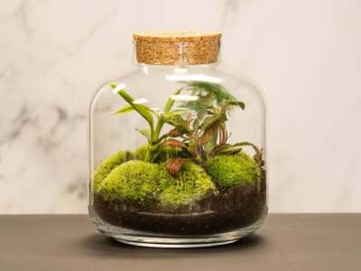 Terrariums