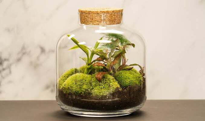 Terrariums