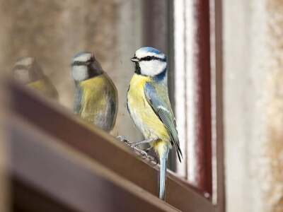 Why Does a Bird Peck at My Window Every Morning