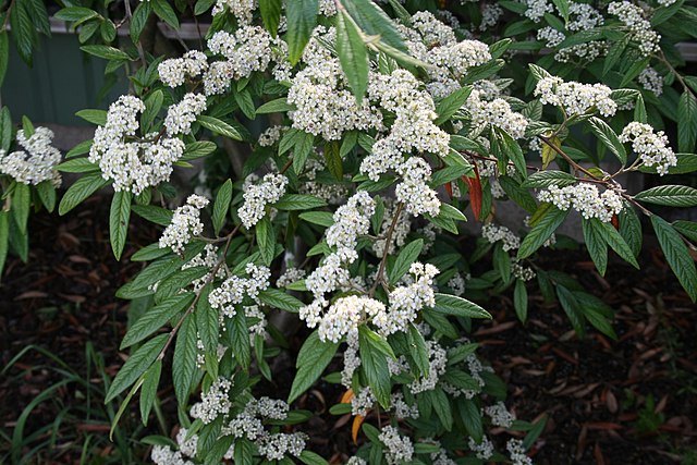 Willowleaf Cotoneaster