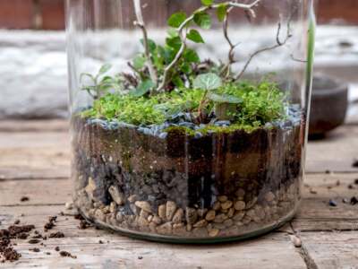 how-to-make-terrariums