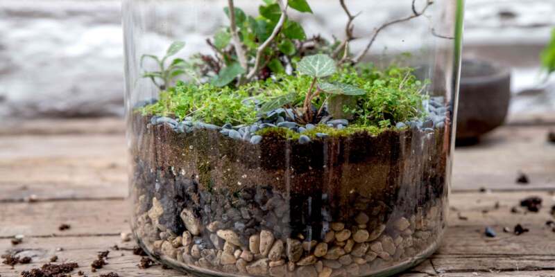 how-to-make-terrariums