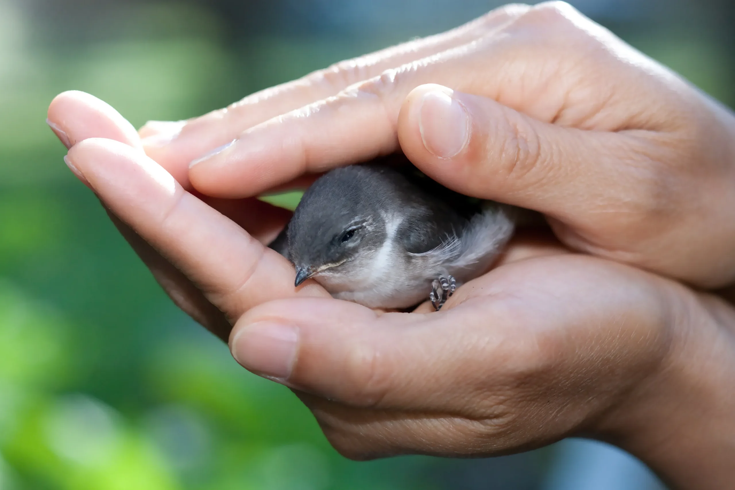 injured-bird-hands