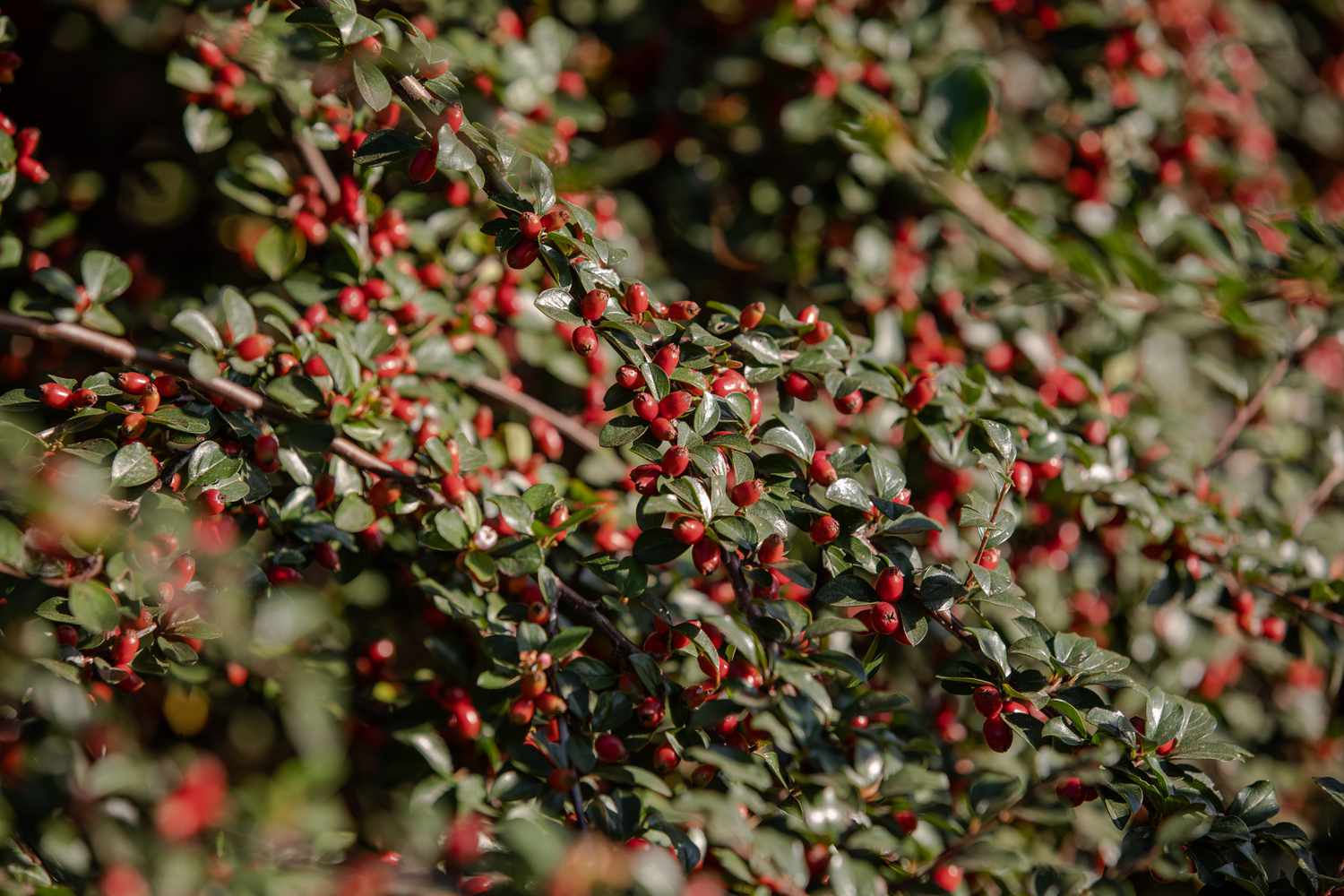 rock cotoneaster plants