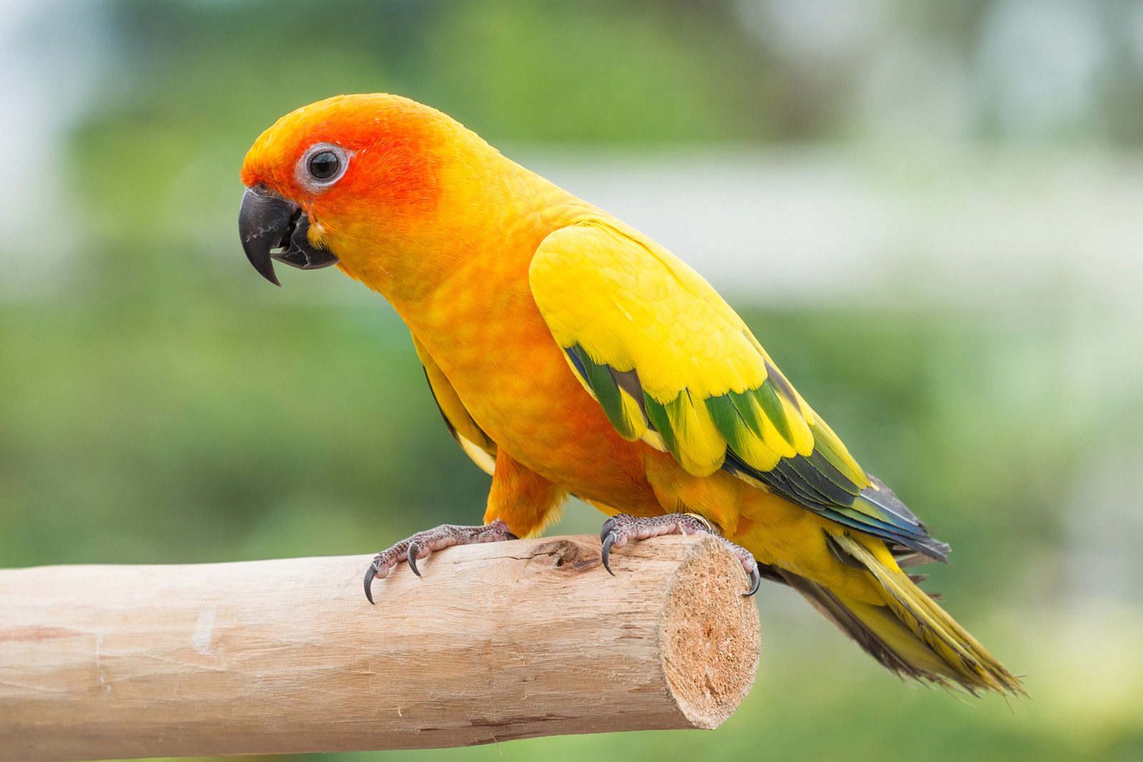 sun-conure-care