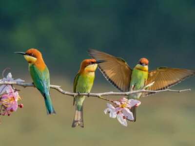 three birds on a branch of tree