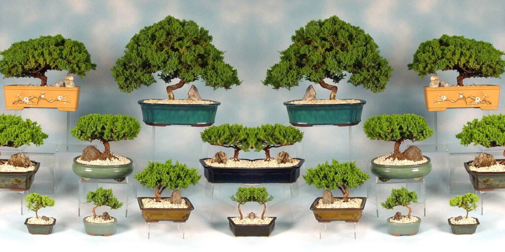 Bonsai Stores