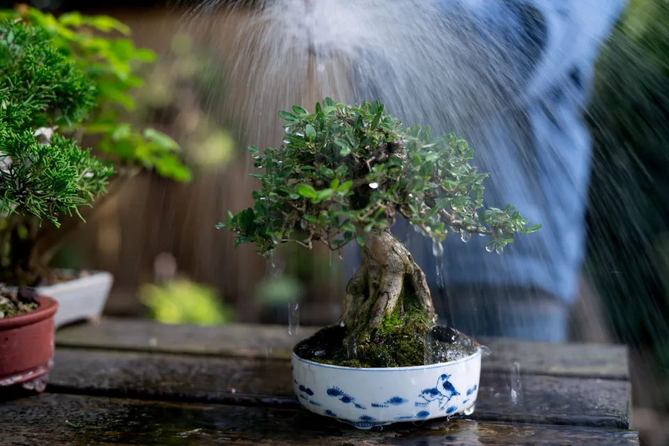 Bonsai Watering