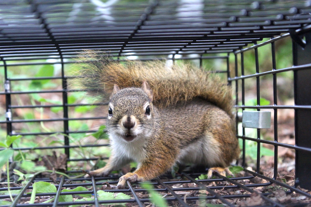 Catching Using a Live Trap