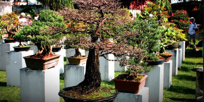 How Many Types of Bonsai Trees Are There